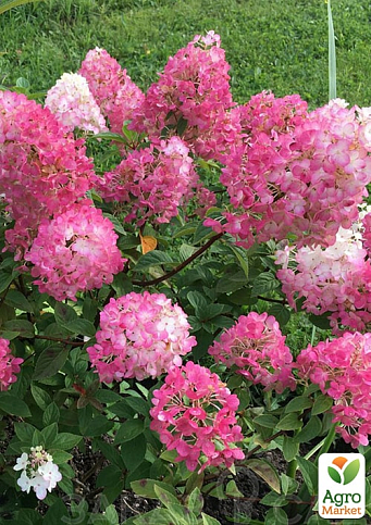 Гортензия метельчатая 2-х летняя "Diamant Rouge" высота саженца 20-30см - фото 5