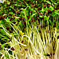 Пророщувач (спаутер) + набір насіння мікрозелені №3 ТМ "BIO Natura" купить