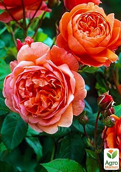 Роза английская "Саммер Сонг" (саженец класса АА+) высший сорт10