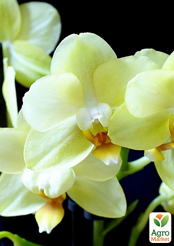 Орхидея Super Mini (Phalaenopsis) "Lemon"