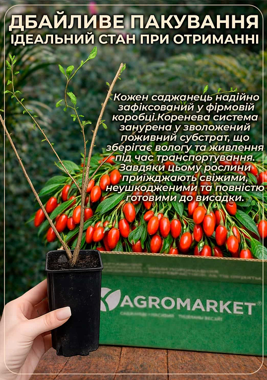 Годжи "Суперфрут" (перекрестное опыление, садить по 2 шт) - фото 4