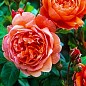 Троянда англійська "Саммер Сонг" (саджанець класу АА +) вищий сорт