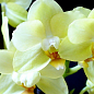 Орхідея Super Mini (Phalaenopsis) "Lemon"