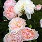 Троянда англійська плетиста "Серце троянди" (саджанець класу АА +) вищий сорт