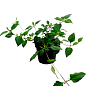 Солодка трава ацтеків «Lippia dulcus» (підсолоджувач, лікарська рослина) купить