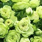 Роза в контейнере флорибунда "Lovely Green" (саженец класса АА+) цена