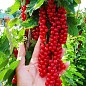 Смородина червона "Ровада" (Rovada) (середньо-пізній термін дозрівання, має великі, тверді і блискучі ягоди) цена