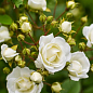 Роза английская плетистая "Сияющая невеста" (саженец класса АА+) высший сорт