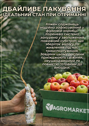 Яблуня "Власта" (літній сорт, середній термін дозрівання) - фото 3