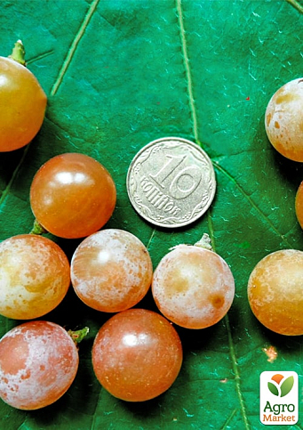 Виноград "Дублянський" (винний сорт, ранній термін дозрівання)  - фото 3