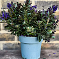 LMTD Хебе "Vinoa Purple" высота 20-25см