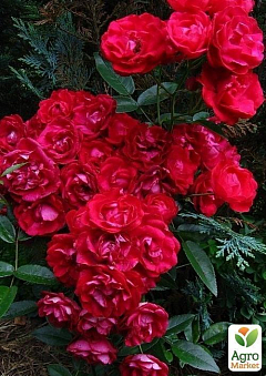 Роза полиантовая "Morsdag Red" (Морсдаг Ред) (саженец класса АА+) высший сорт1