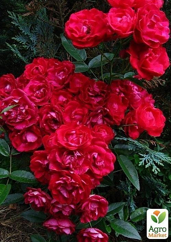 Роза полиантовая "Morsdag Red" (Морсдаг Ред) (саженец класса АА+) высший сорт