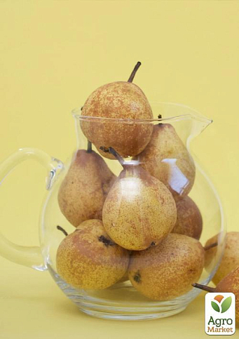 Груша "Стрийська" (зимовий сорт, пізній термін дозрівання) - фото 5