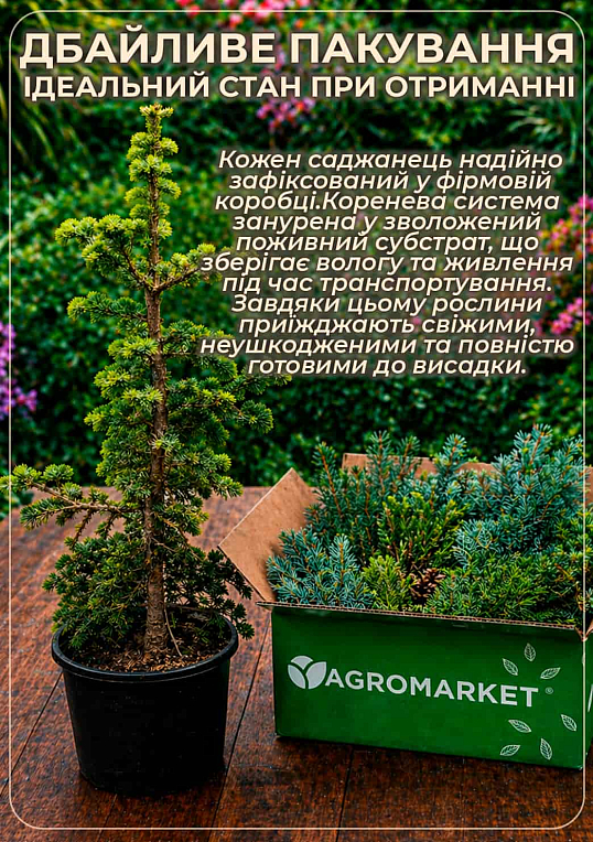 Пихта Вича "Pendula" (ком/сетка) высота 160-180 см