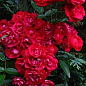 Роза полиантовая "Morsdag Red" (Морсдаг Ред) (саженец класса АА+) высший сорт