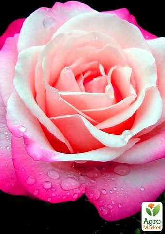 Роза чайно-гібридна "Інджія" (саджанець класу АА +) вищий сорт