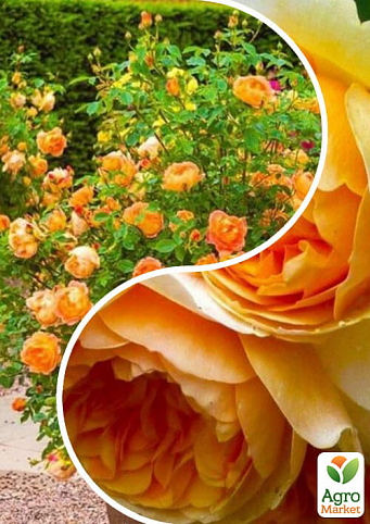Троянда англійська, комплект з 2-х сортів "Гірська красуня" (Mountain beauty) 2шт саджанців