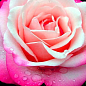 Роза чайно-гибридная "Инджой" (саженец класса АА+) высший сорт