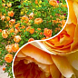 Роза английская, комплект из 2-х сортов "Горная красавица" (Mountain beauty) 2шт саженцев