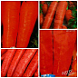 Комплект насіння моркви "Любовь морковь" 5уп