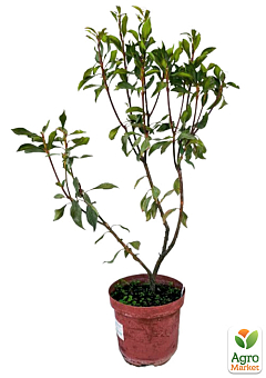 Кальмия 3-х летняя широколистная "Pinkobello" С4, высота 40-60см24
