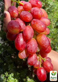 Виноград «Басанті» (вегетуючий саджанець дуже великого солодкого винограду з персиковими нотками)2