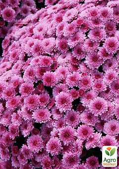 Хризантема мультифлора шарообразная "Jasoda Purple" 1