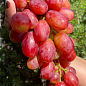 Виноград «Басанті» (вегетуючий саджанець дуже великого солодкого винограду з персиковими нотками)
