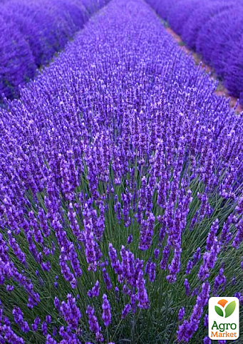 Эксклюзив! Лаванда ярко-сиреневая "Летняя соната" (Summer Sonata) (премиальный, английский, долгоцветущий сорт)