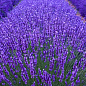 Эксклюзив! Лаванда ярко-сиреневая "Летняя соната" (Summer Sonata) (премиальный, английский, долгоцветущий сорт)