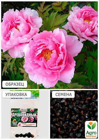 Півонія "Древовидна" (рожева) (Зипер) ТМ "Весна" 7шт - фото 4