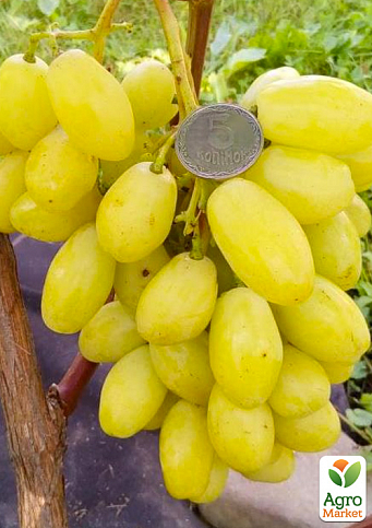 Виноград "Бананас" (крупноягодний мускат з цитронними нотками, дуже ранній) - фото 2
