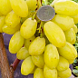 Виноград "Бананас" (крупноягодний мускат з цитронними нотками, дуже ранній) купить