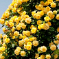 Троянда в контейнері плетиста "Goldstern" (саджанець класу АА+) цена