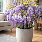 LMTD Вистерия (глициния) "Caroline" 2-х летняя (высота 50-70см)
