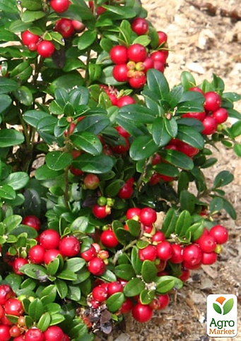 Брусника "Рэд Перл" (ранний срок созревания, урожайный сорт) - фото 3