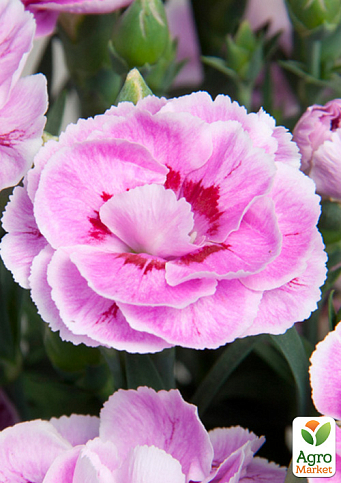 Гвоздика Махрова "Super Trouper Grace" (контейнер № 10, висота 10 см)