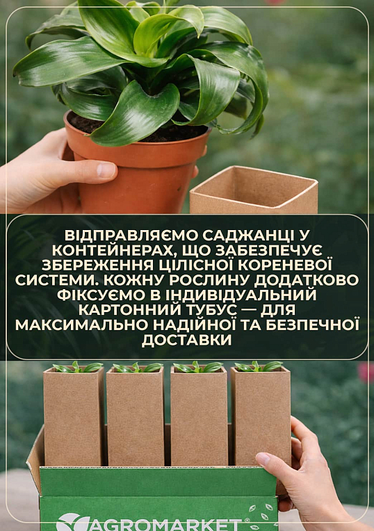 Фікус Робуста "Robusta" - фото 3