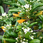 Лавр Австралийский "Pittosporum Tobira" (вечнозеленый, высокие декоративные качества)