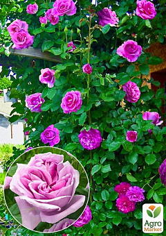 Роза в контейнере плетистая "Violette Parfume" (саженец класса АА+)2