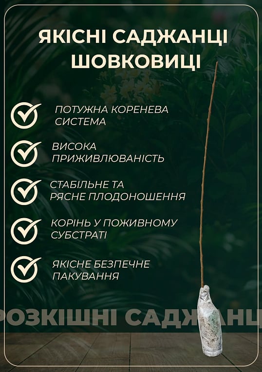 Шелковица крупноплодная "Медовая" (летний сорт, ранний срок созревания)