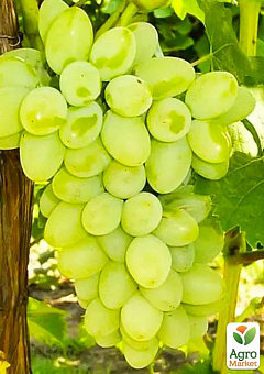 Виноград вегетирующий "Ермак" 1