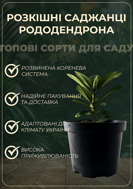 Рододендрон гібридний "Mogambo" - фото 2