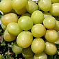 Виноград "Благовест" (ранній термін дозрівання, має тривалий термін зберігання ягід) цена