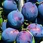 Ексклюзив! Слива темно-синя "Галактика" (Galaxy) (канадська селекція, преміальний супер соковитий сорт)