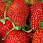 Клубника "Шарлота" (ремонтантный сорт) 