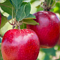Яблоня "Дискавери" (летний сорт, ранний срок созревания)