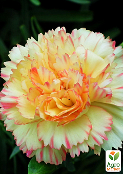 Гвоздика Махрова "Colores Oro"16