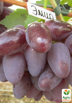 Виноград "Эмир" (вес грозди до 2000 г ягода крупная, сладкая)1
